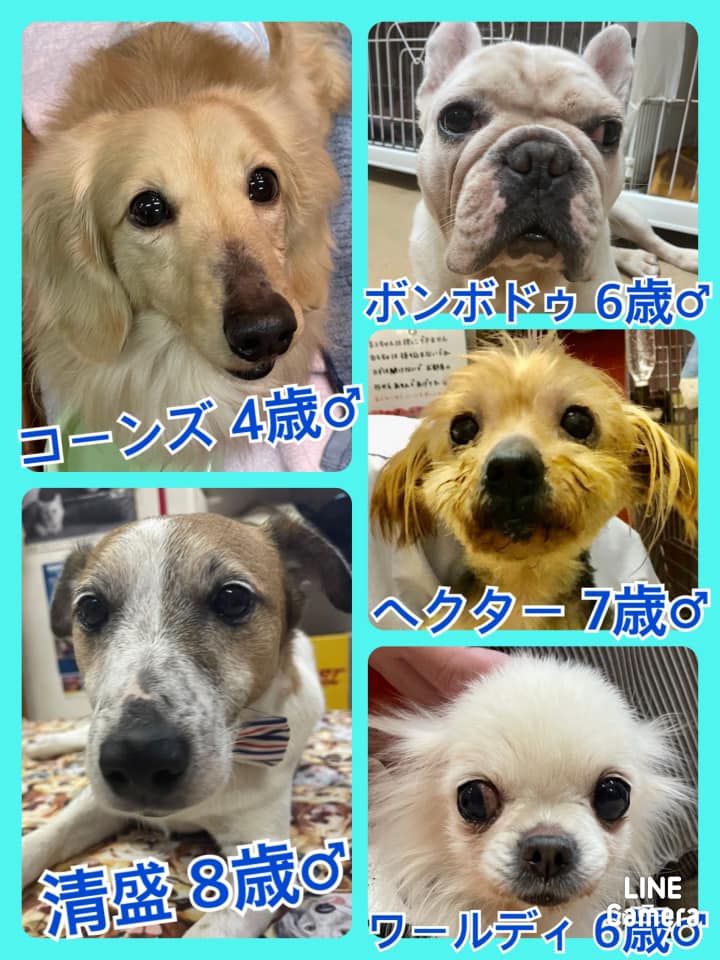 🐾今日の里親様募集中ワンコ🐶メンバーです🐾2021,4,15